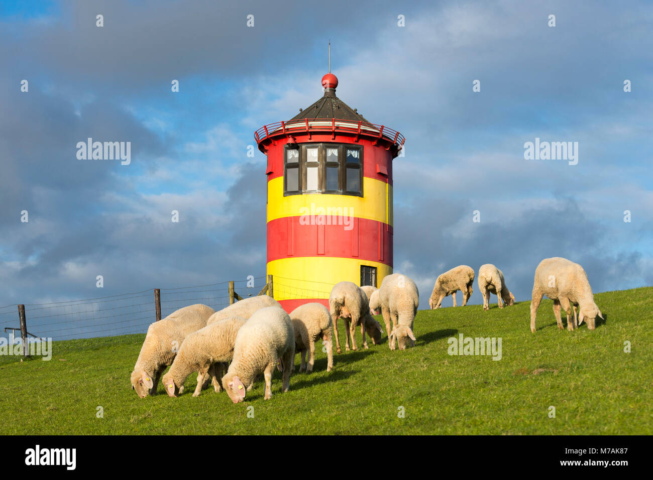 Germania, Bassa Sassonia, Krummhörn, il faro di Pilsum, noto anche dal film con il comico Otto Waalkes, pecore sul dyke, Foto Stock