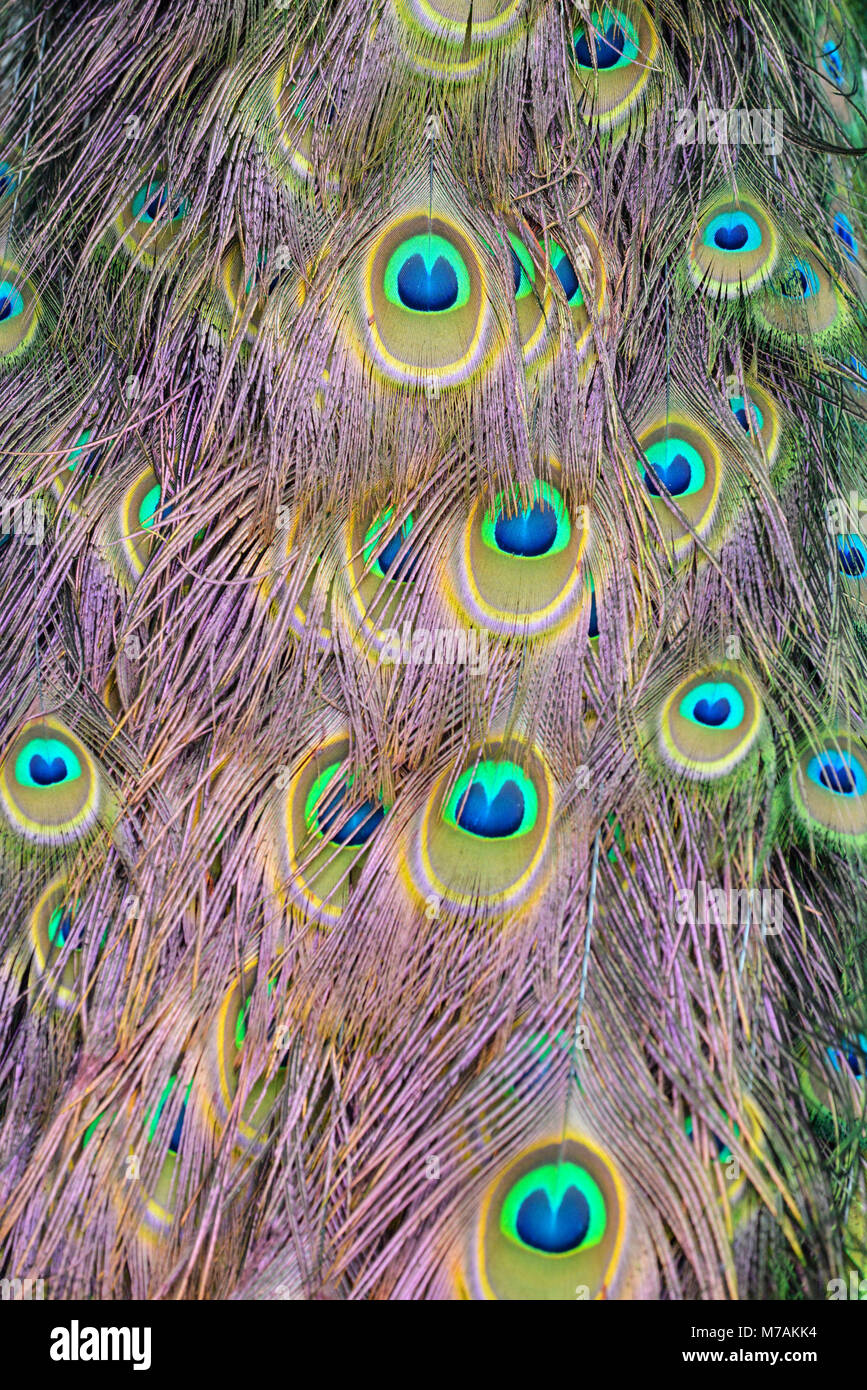 Peafowl blu, Pavo cristatus, pavone, piumaggio, close up Foto Stock