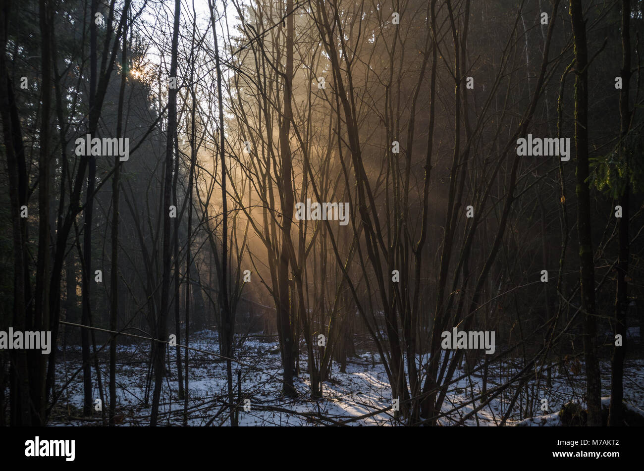 I raggi di luce di alba invernale nella nebbia tra gli alberi della foresta Solnicki- foresta della città di Bialystok, città della Polonia. Foto Stock