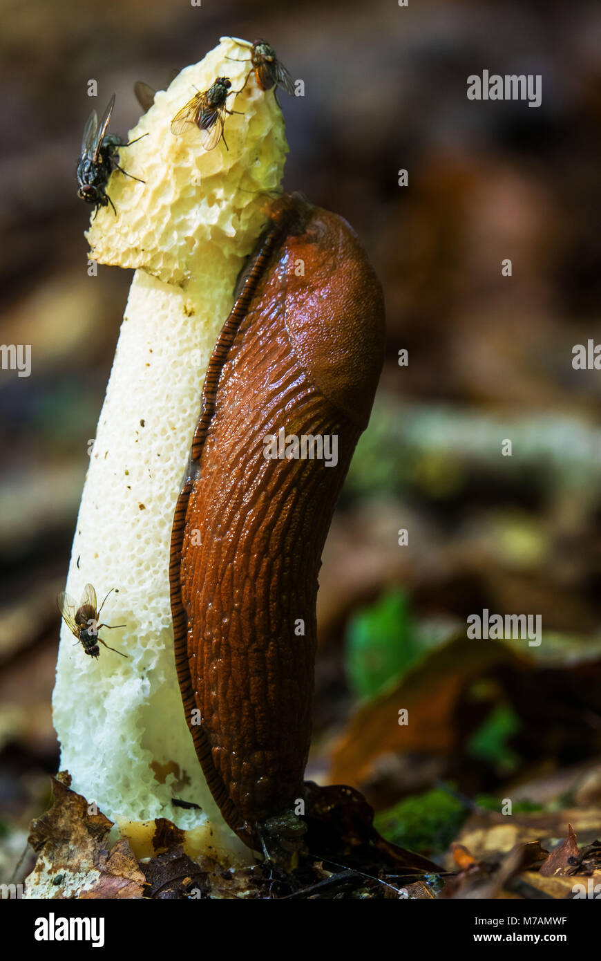 Roundback slug in un stinkhorn Foto Stock