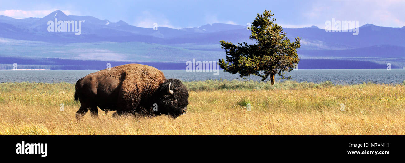 Gli Stati Uniti, Wyoming, il Parco Nazionale di Yellowstone, bisonti, mountain range Foto Stock