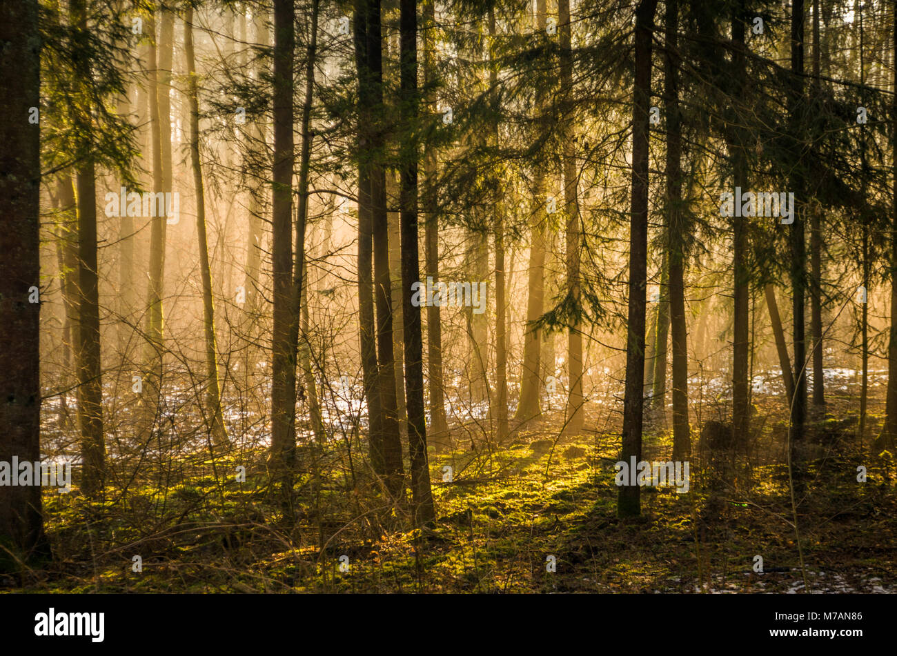 I raggi di luce di alba invernale nella nebbia tra gli alberi della foresta Solnicki- foresta della città di Bialystok, città della Polonia. Foto Stock