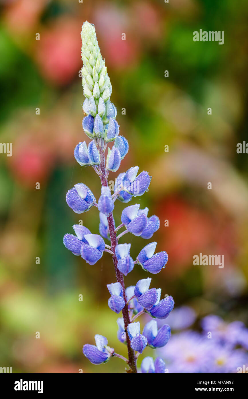 Di lupino, Lupinus polyphyllus, habitat naturale Foto Stock