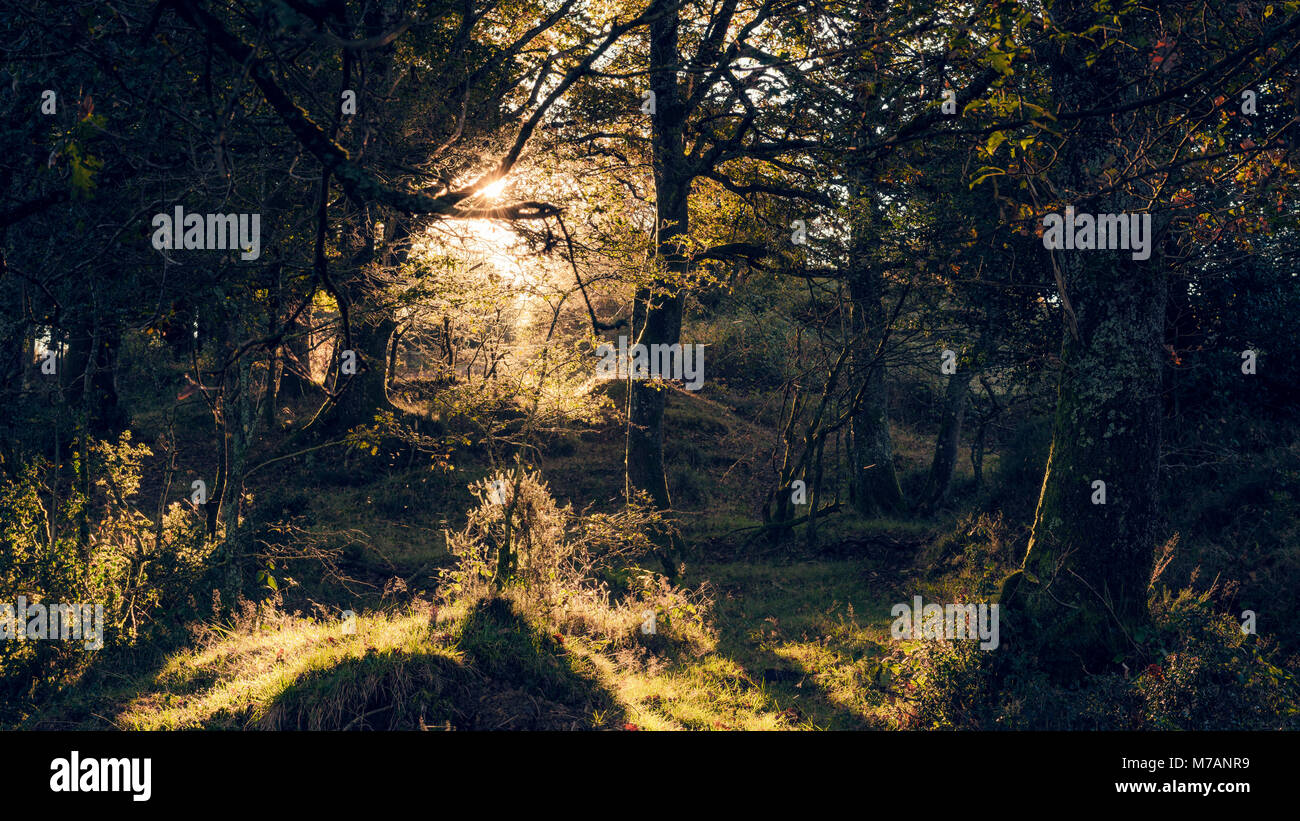 Luce e ombra nella foresta densa in Bizkaia, mistica scena retroilluminata con rugiada di mattina, Paesi Baschi, Spagna settentrionale, Foto Stock