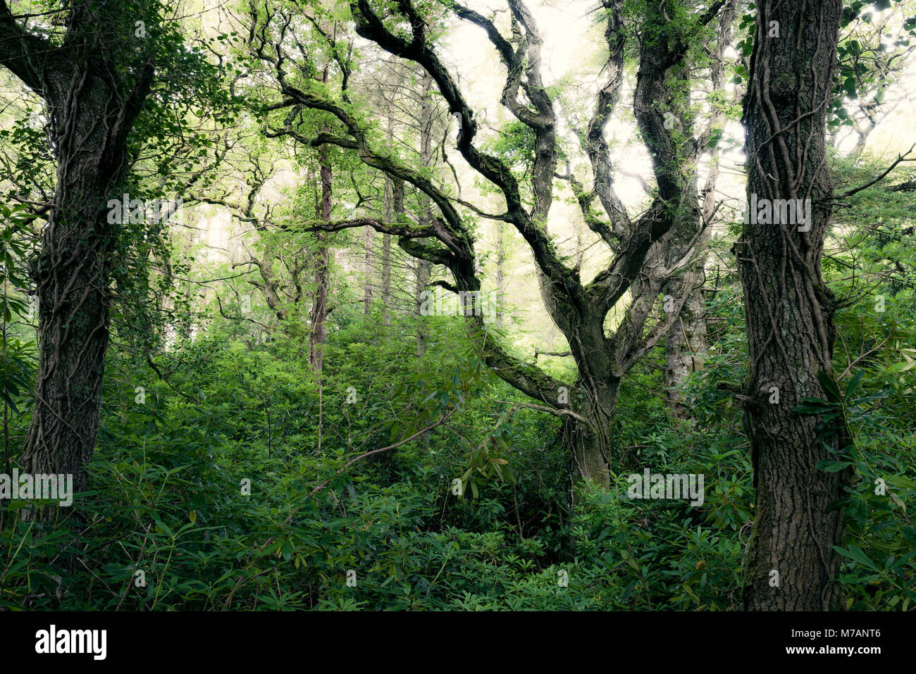 Vecchie querce e rododendri in Ards Forest Park, Donegal, Irlanda Foto Stock