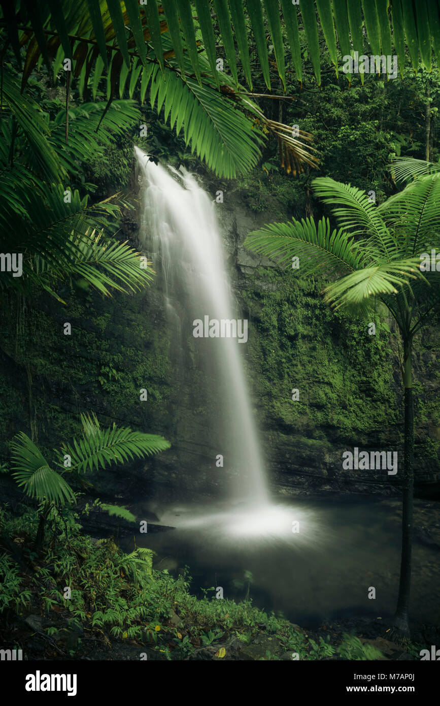 Cascata in Yunque National Park, la giungla verde dell'isola dei Caraibi Porto Rico Foto Stock