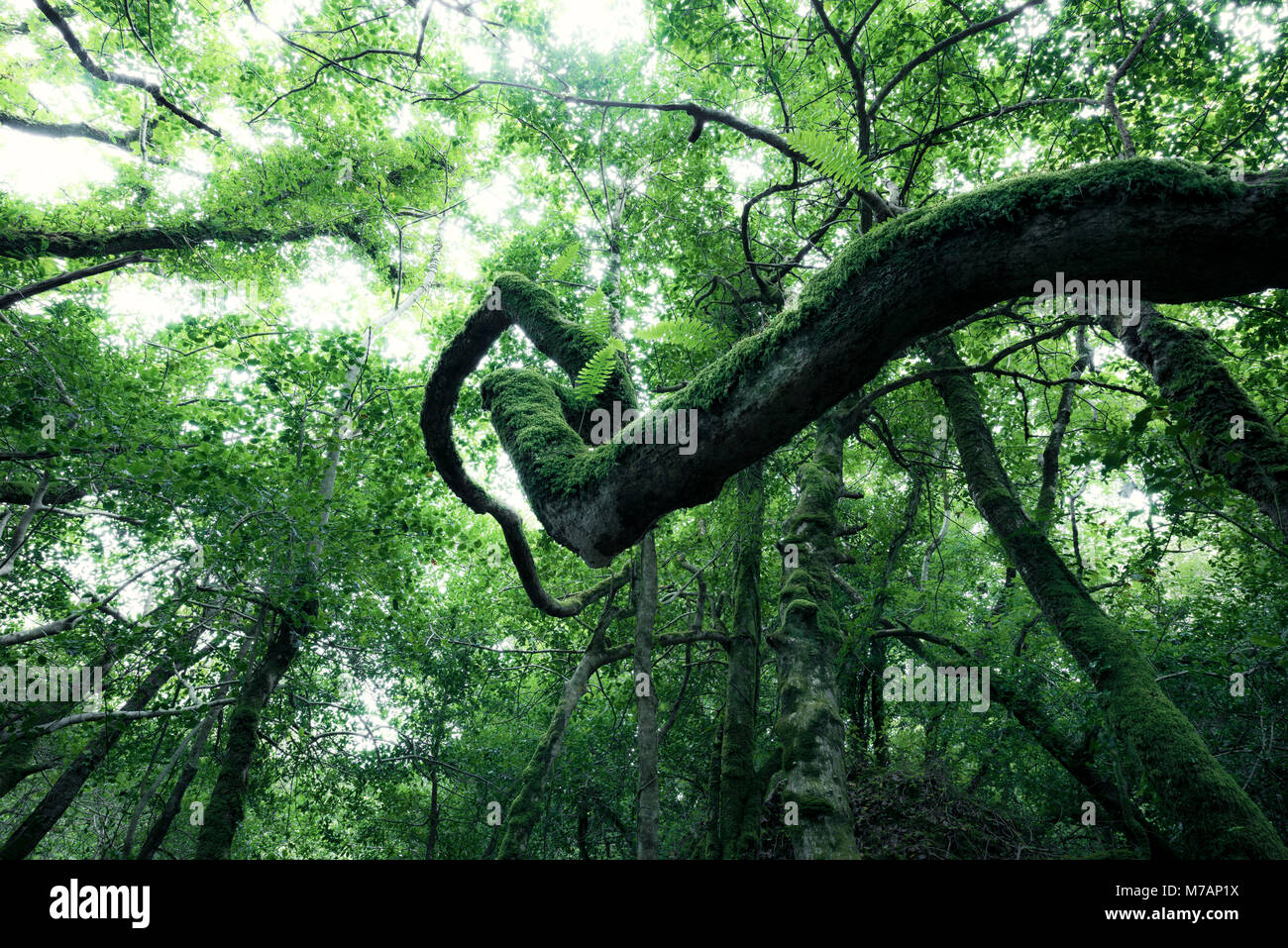 Mossy a forma di spirale ramo nella foresta di Glengarriff, Irlanda Foto Stock