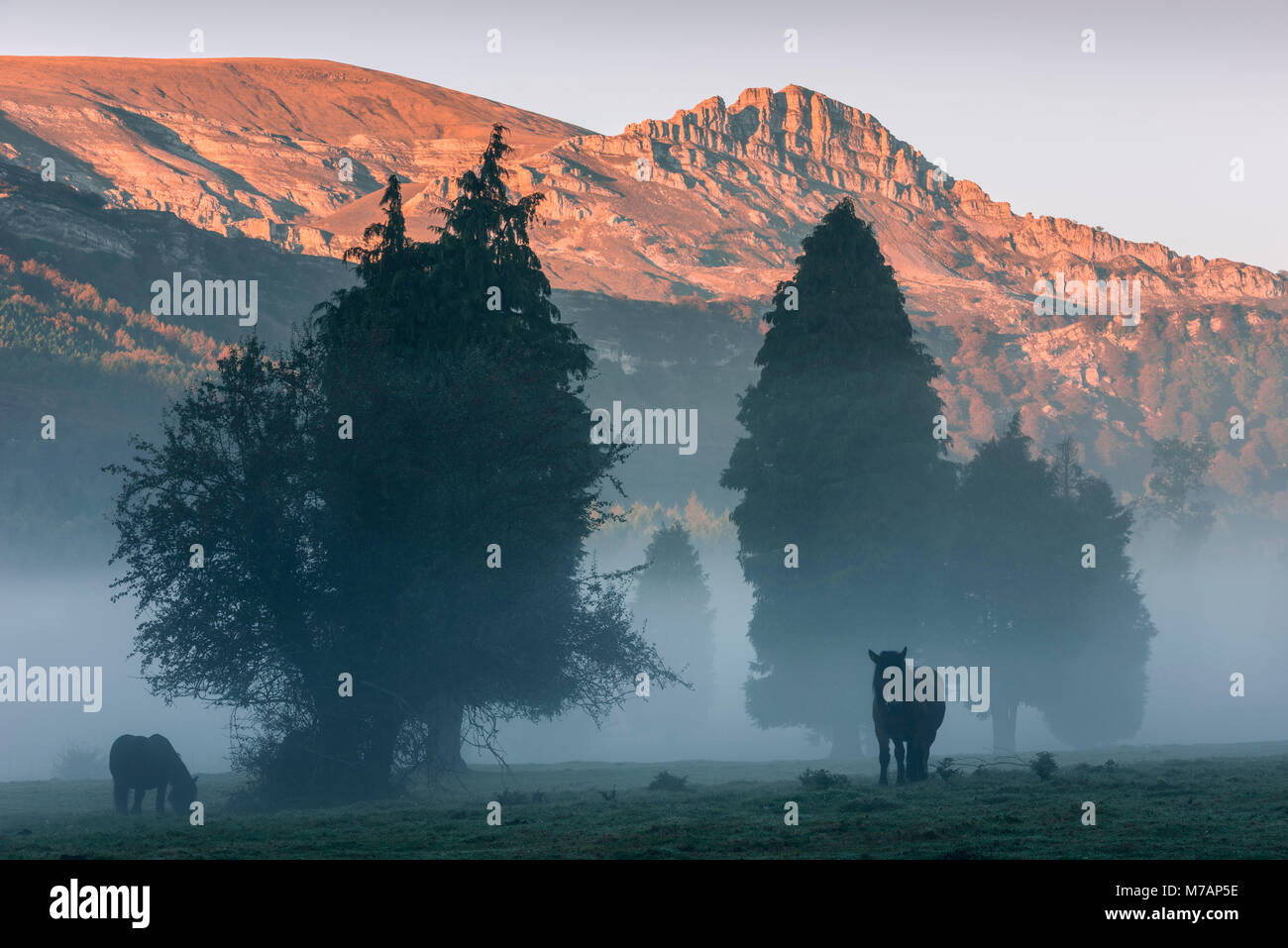 Cavalli nella natura Gorbeia park, nebbia mattutina contro uno sfondo di montagna con il bagliore delle Alpi a nord della Spagna Foto Stock