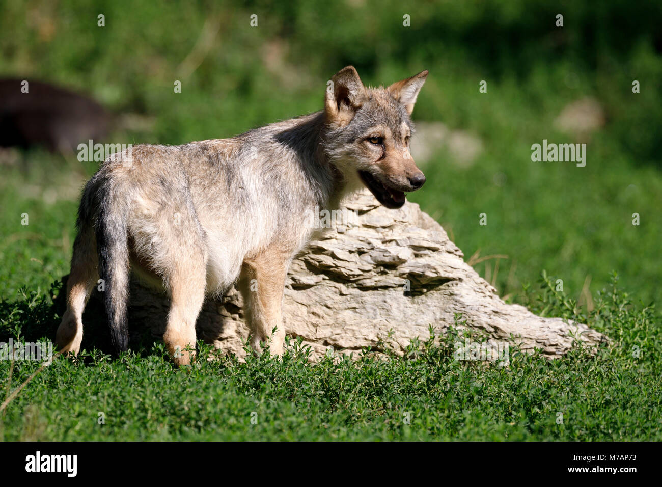 Deer Wolf, Lupo, prateria Lupo (Canis lupus lycaon), animali giovani, cucciolo, captive Foto Stock