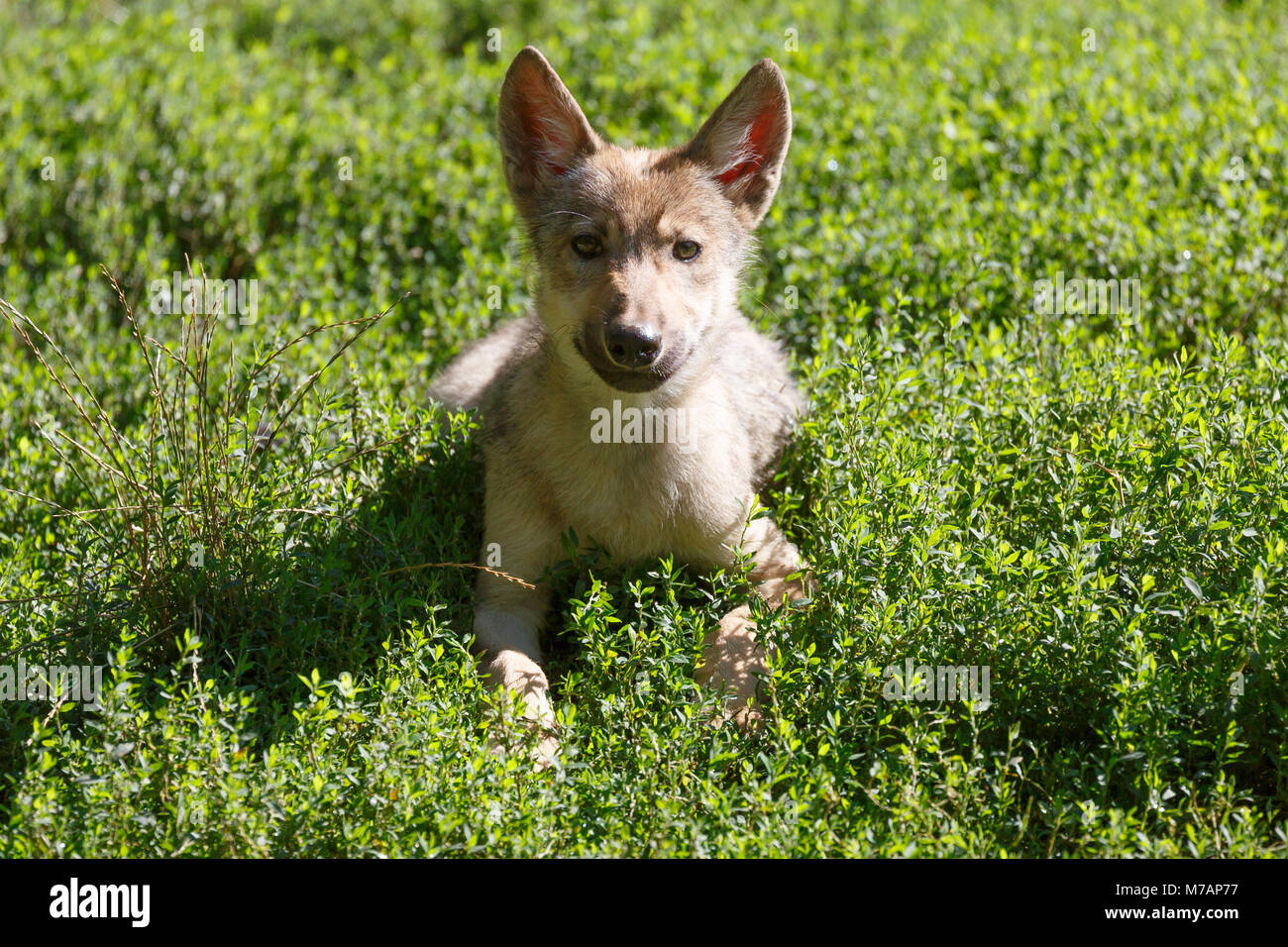 Deer Wolf, Lupo, prateria Lupo (Canis lupus lycaon), animali giovani, cucciolo, captive Foto Stock