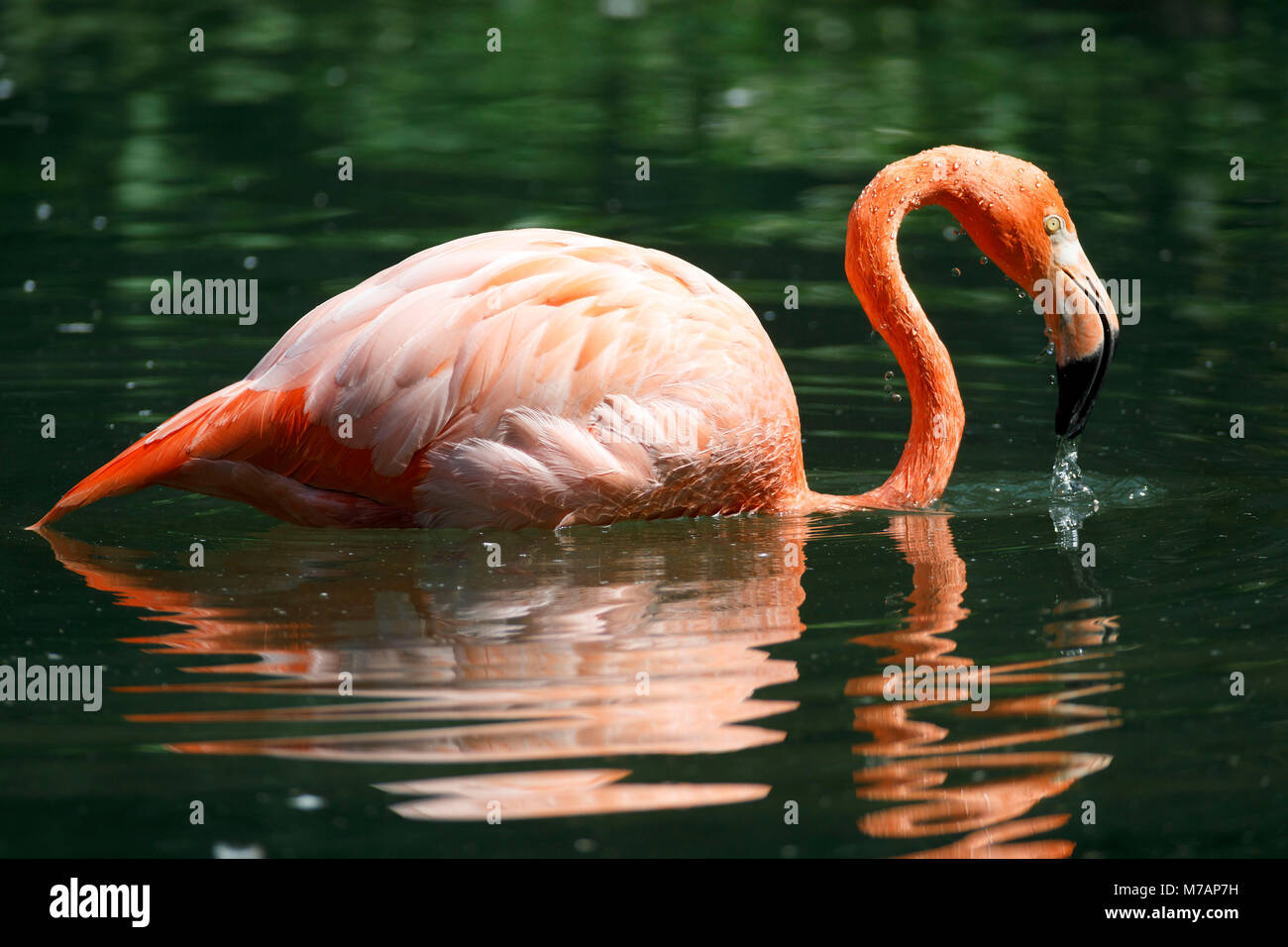 American flamingo, (Phoenicopterus ruber), captive, acqua Foto Stock
