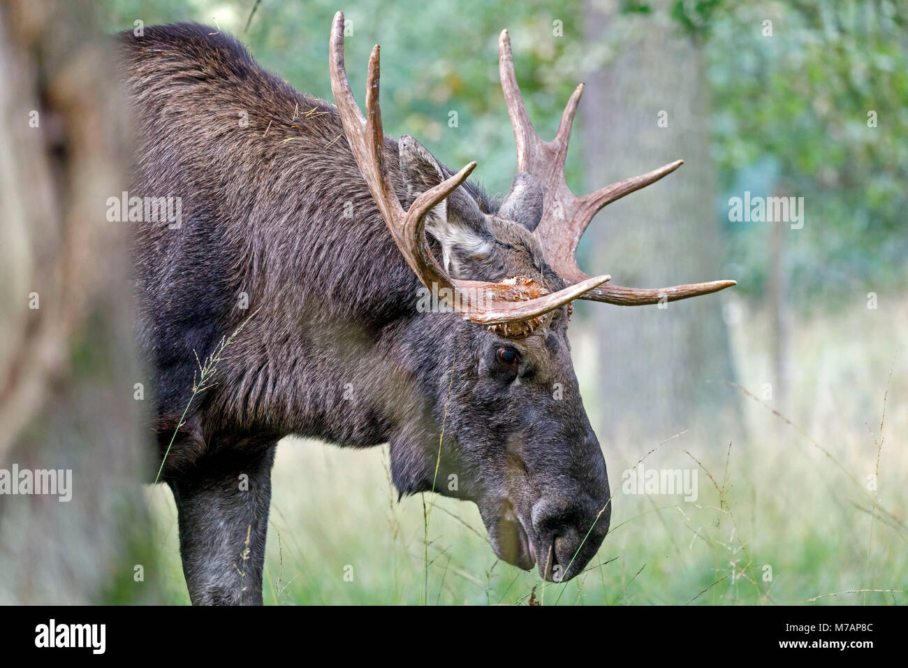 Elk, (Alces alces), Bull, captive Foto Stock