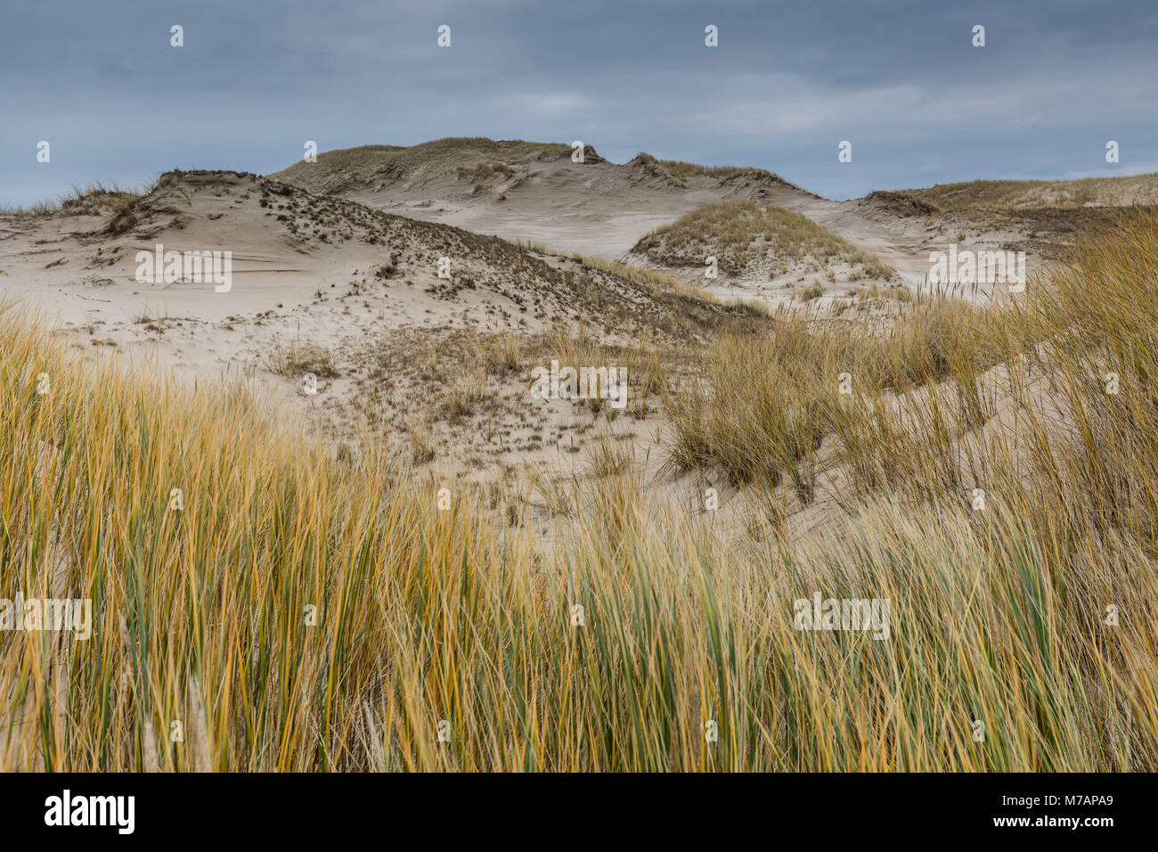 L'Europa, la Polonia, la Pomerania, dune mobili nel Parco Nazionale di Slowinski Foto Stock