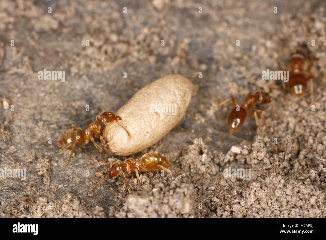 Prato giallo Ant (Lasius flavus), adulti con pupa Foto Stock