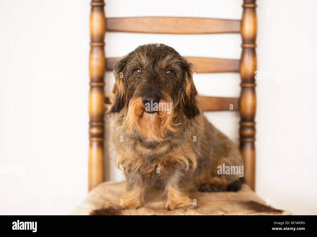 Wire-Haired Bassotto ritratto, ponendo sulla sedia Foto Stock