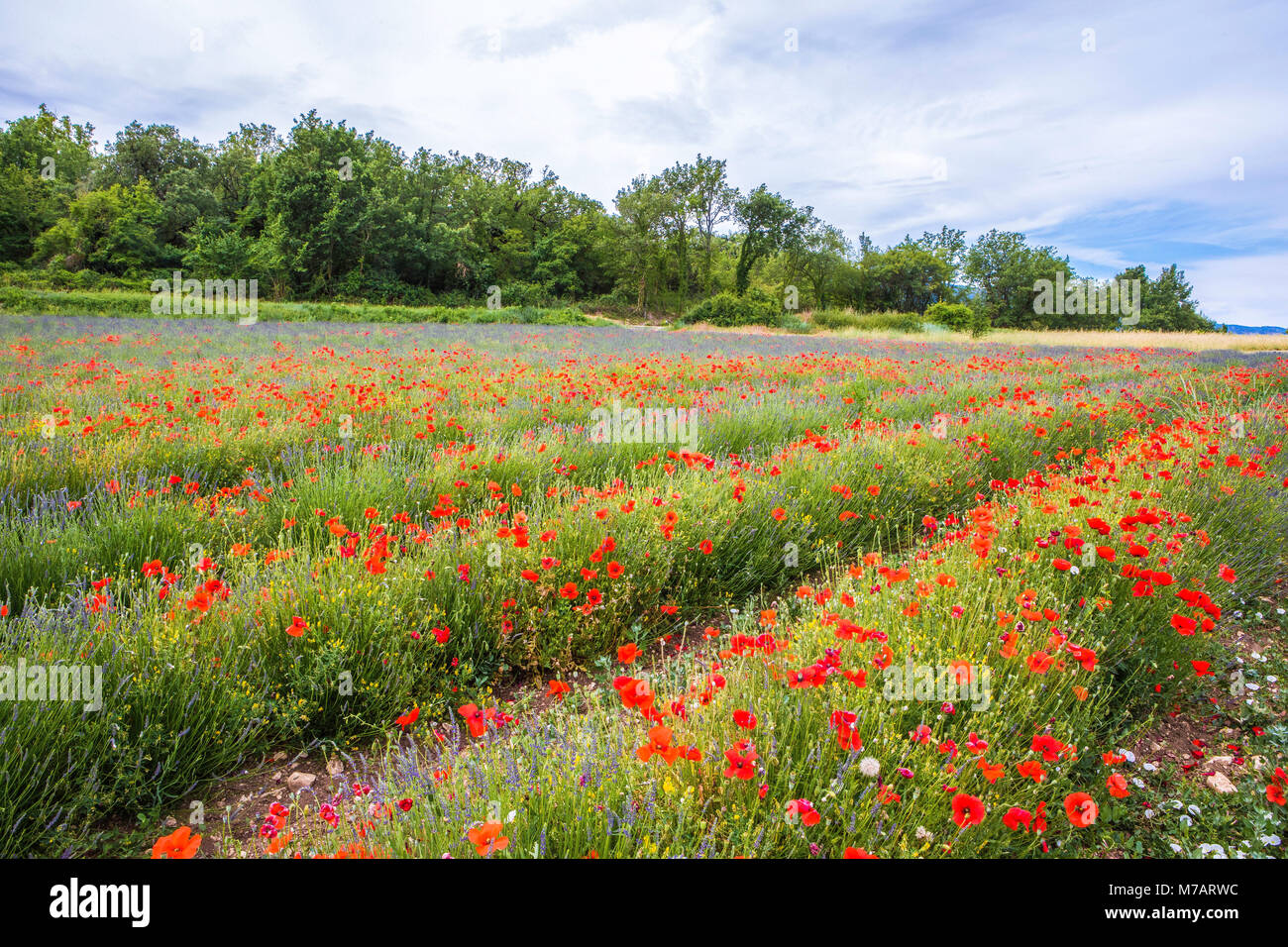 Francia, regione della Provenza, amapolas e campo di lavanda Foto Stock