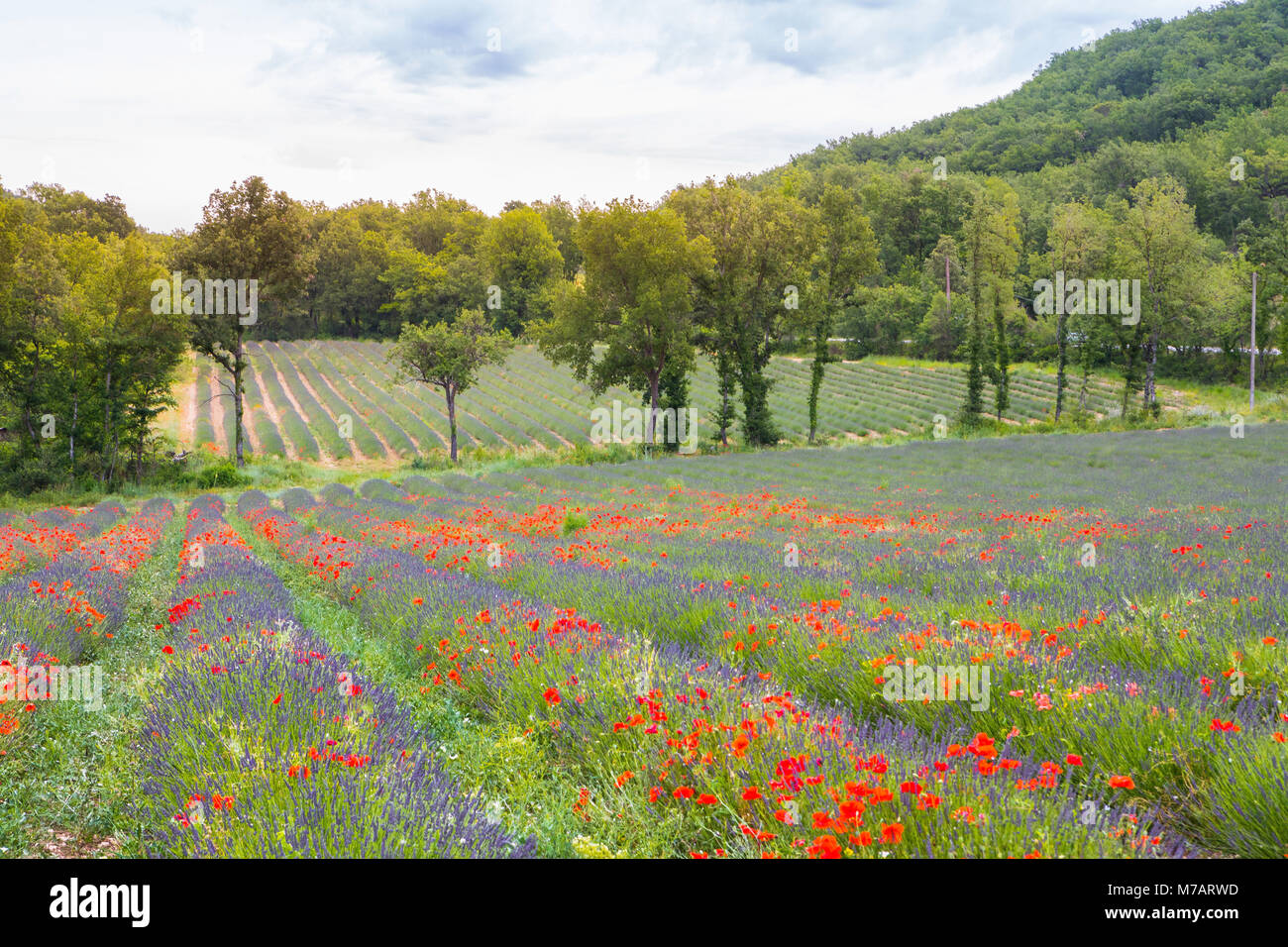 Francia, regione della Provenza, amapolas e campo di lavanda Foto Stock