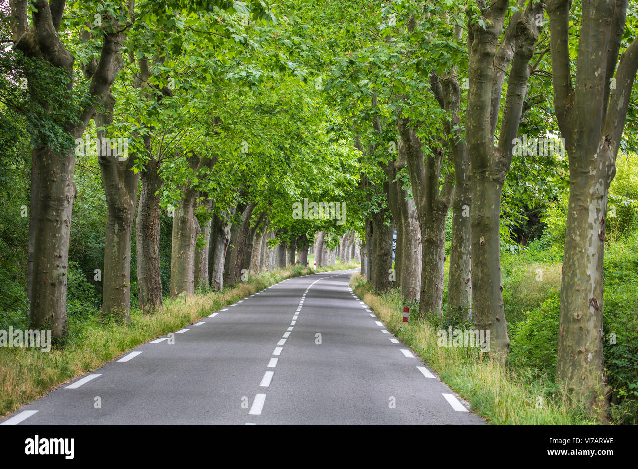 Francia, regione della Provenza, strada rurale, Foto Stock