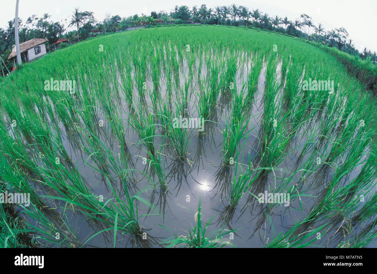 Angolo di alta vista dei raccolti di riso in un campo Foto Stock