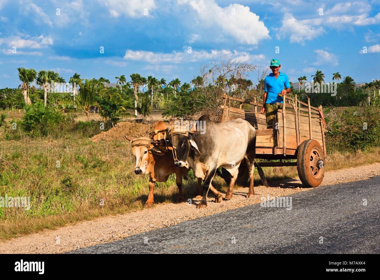 Uomo che controlla un carrello tirando da ox Foto Stock