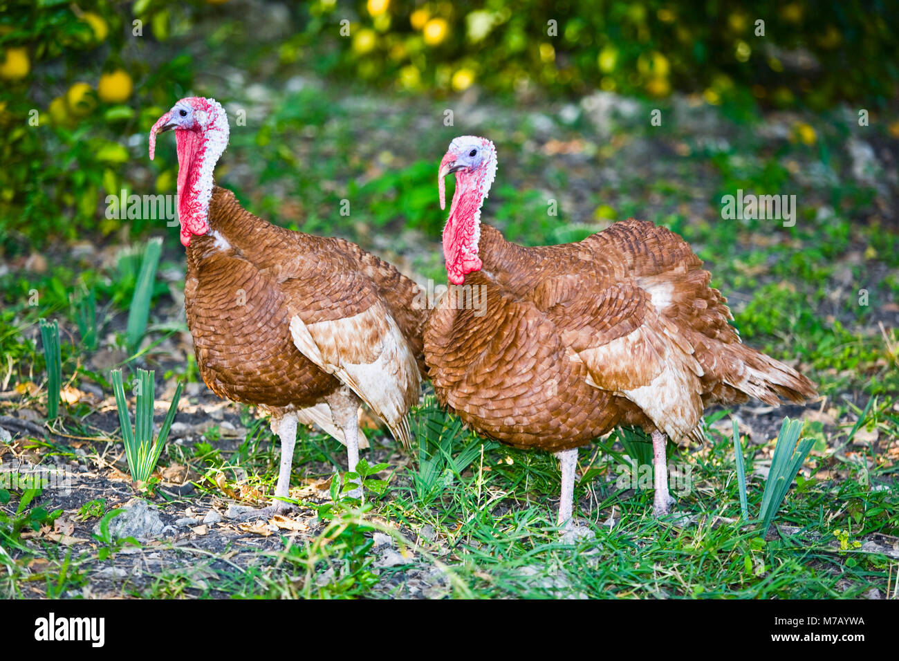 Close-up di due tacchini, Aquismon, San Luis Potosi, Messico Foto Stock