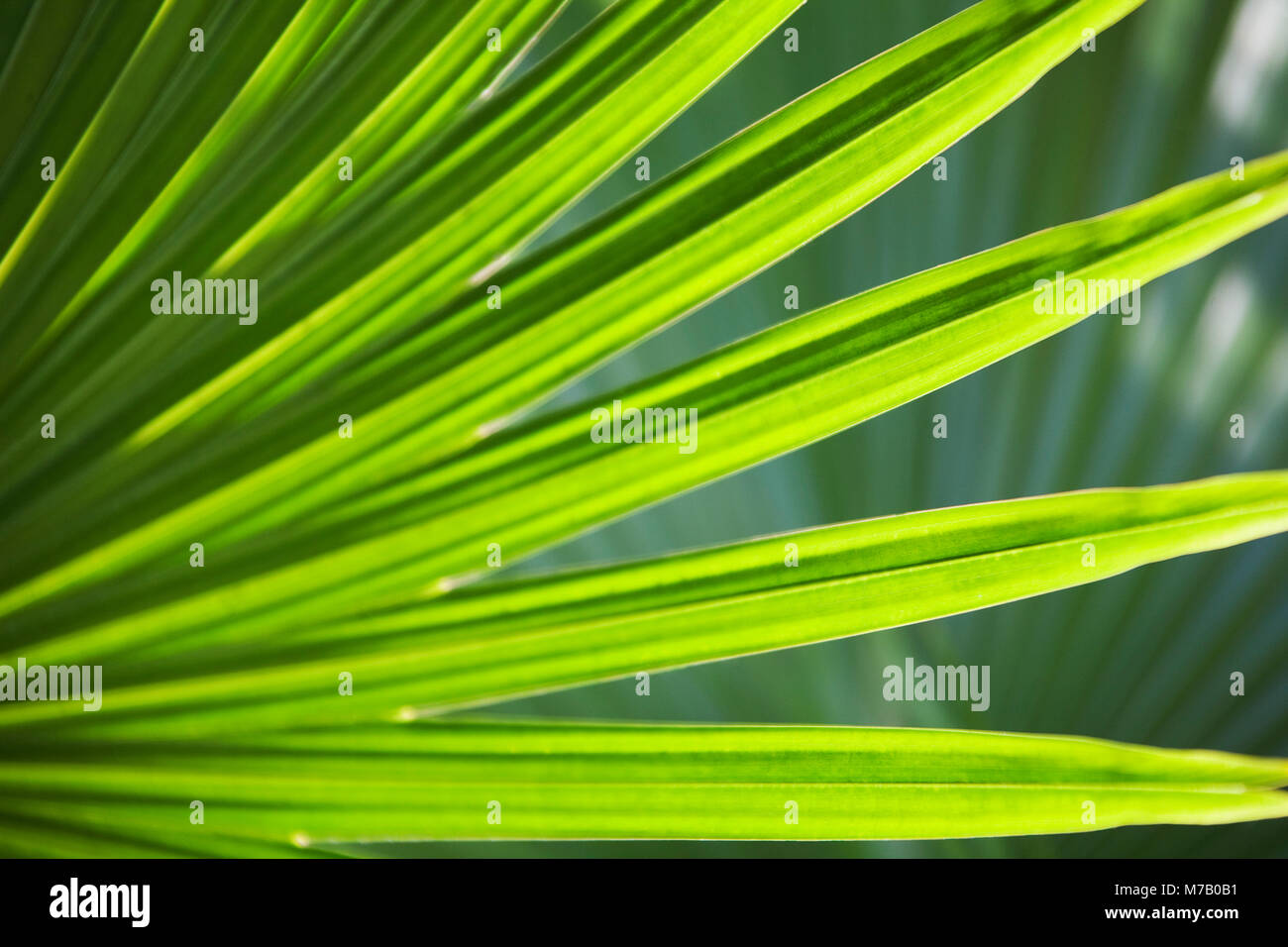 Close-up di una foglia di palma Foto Stock