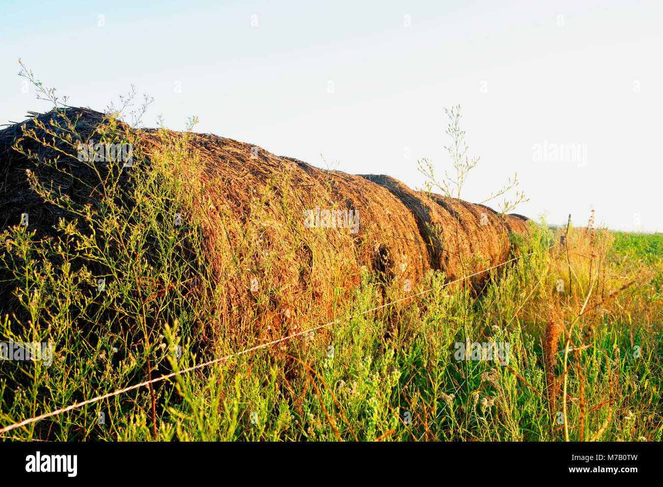 Balle di fieno in un campo Foto Stock