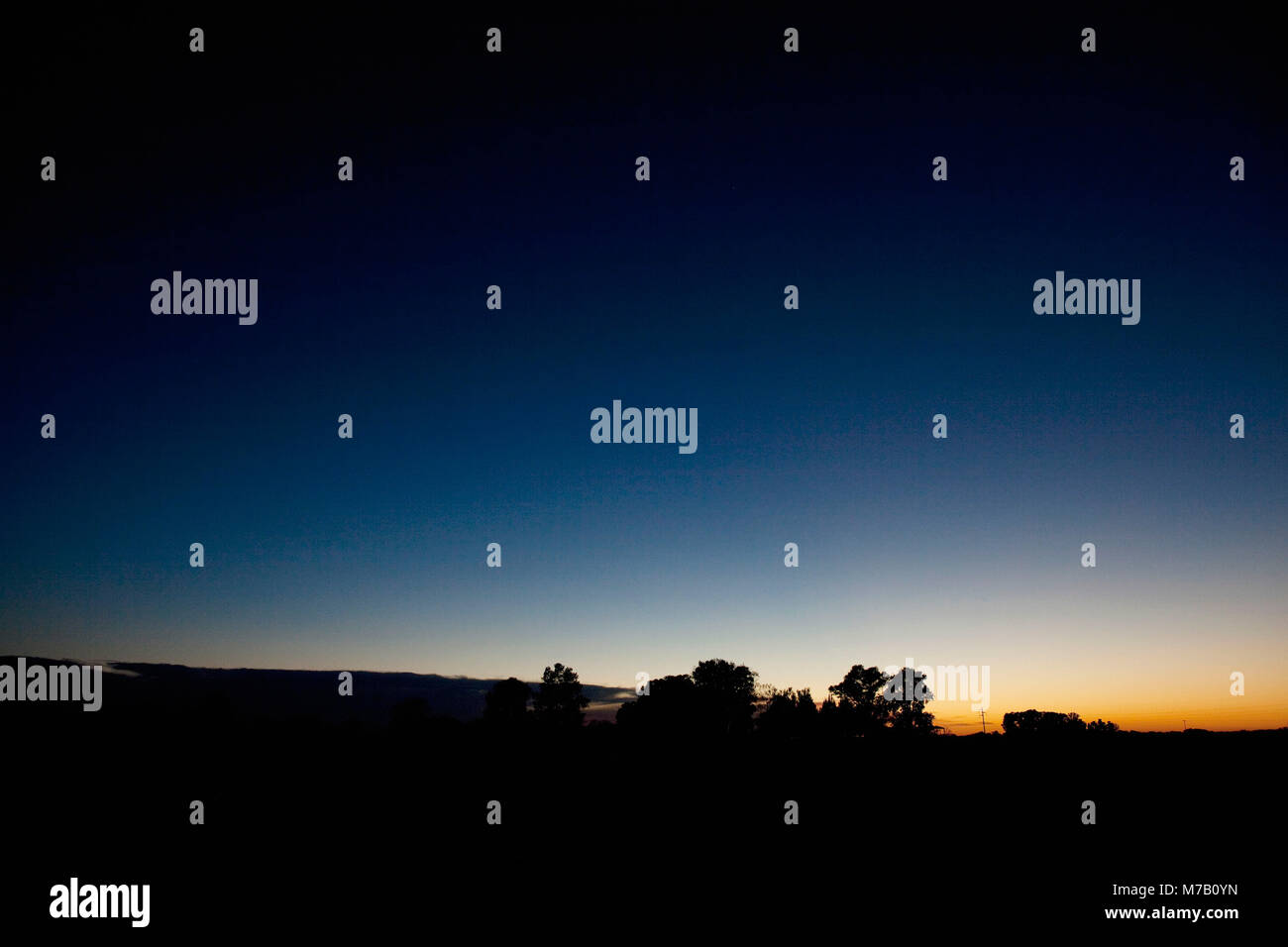 Silhouette di alberi all'alba Foto Stock