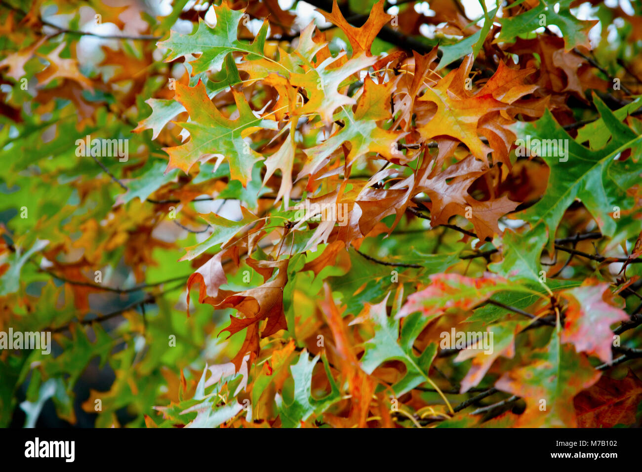 Acero in autunno Foto Stock