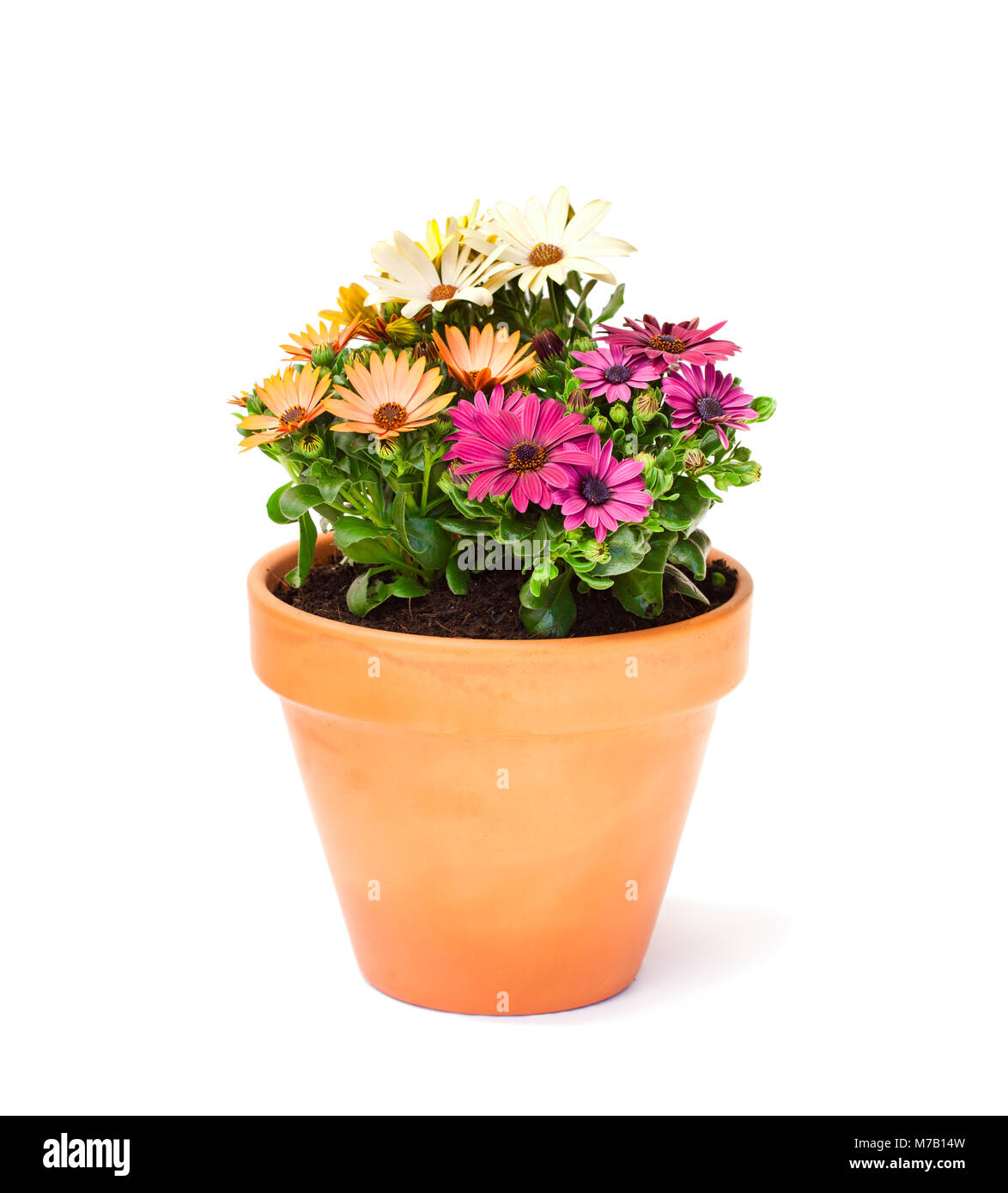 Colorato cape daisy fiori in un vaso di ceramica isolata Foto Stock