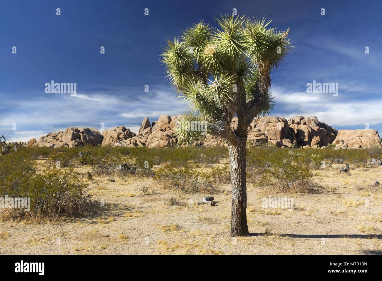 Il Lone alto ha isolato Joshua Tree e il paesaggio paesaggistico del deserto in una soleggiata giornata invernale nel Parco Nazionale California USA Foto Stock