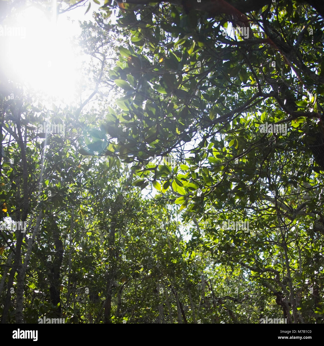 Raggi di sole che splende attraverso gli alberi in una foresta, John Pennekamp Coral Reef State Park, Key Largo, Florida Keys, Florida, Stati Uniti d'America Foto Stock