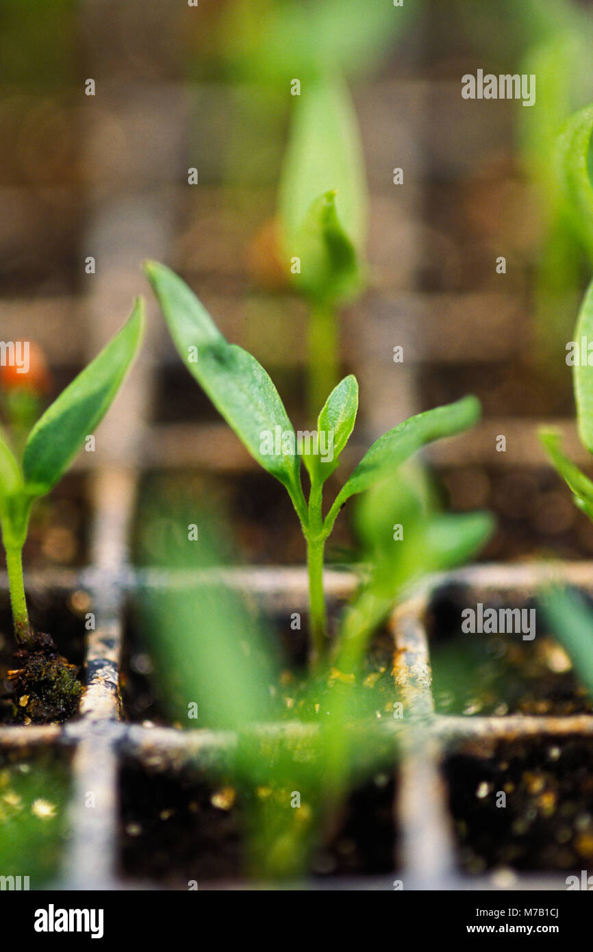 Close-up di piante che crescono in una fattoria Foto Stock
