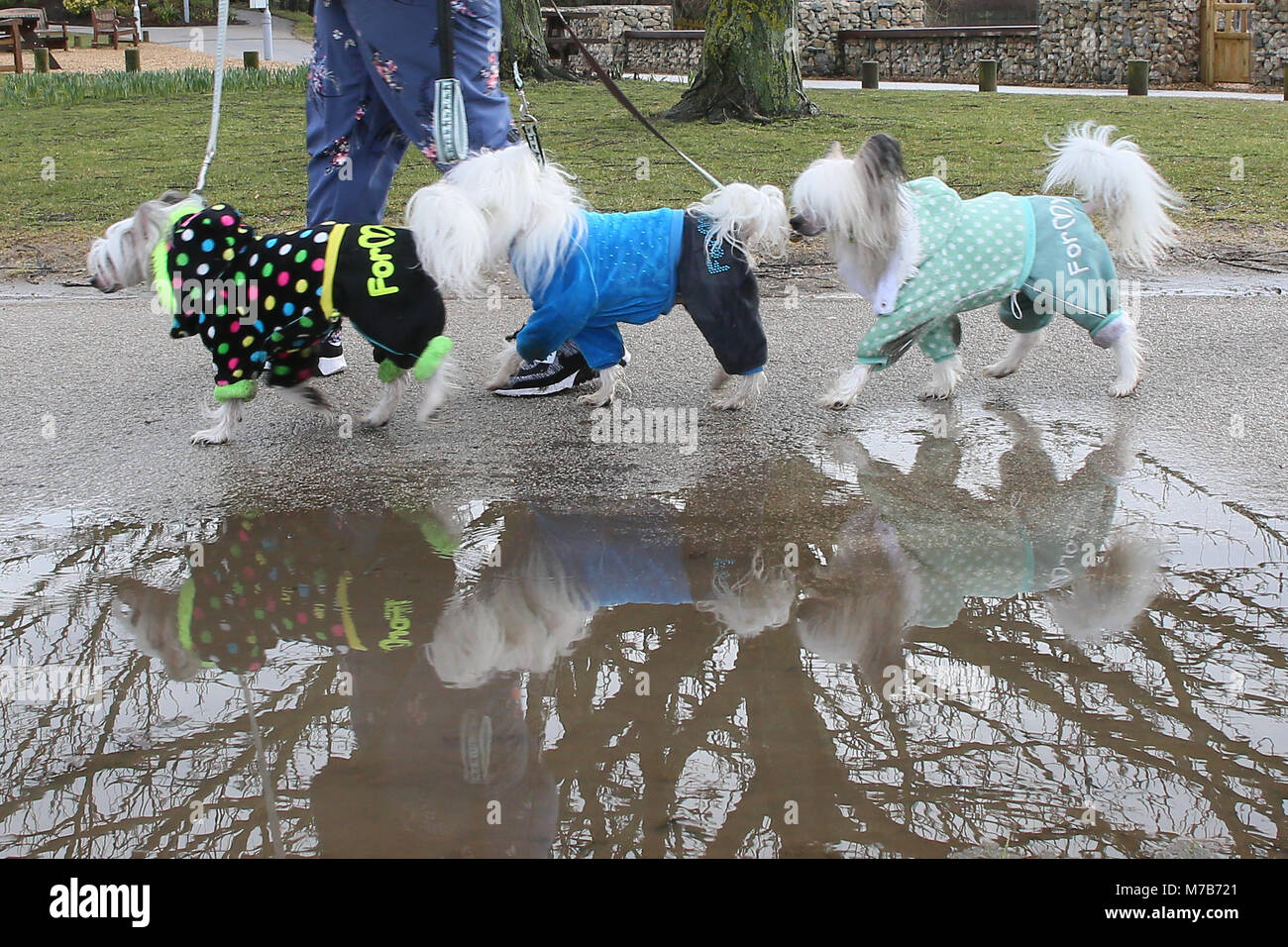 I cani con i loro proprietari che arrivano al Crufts 2018 Foto Stock