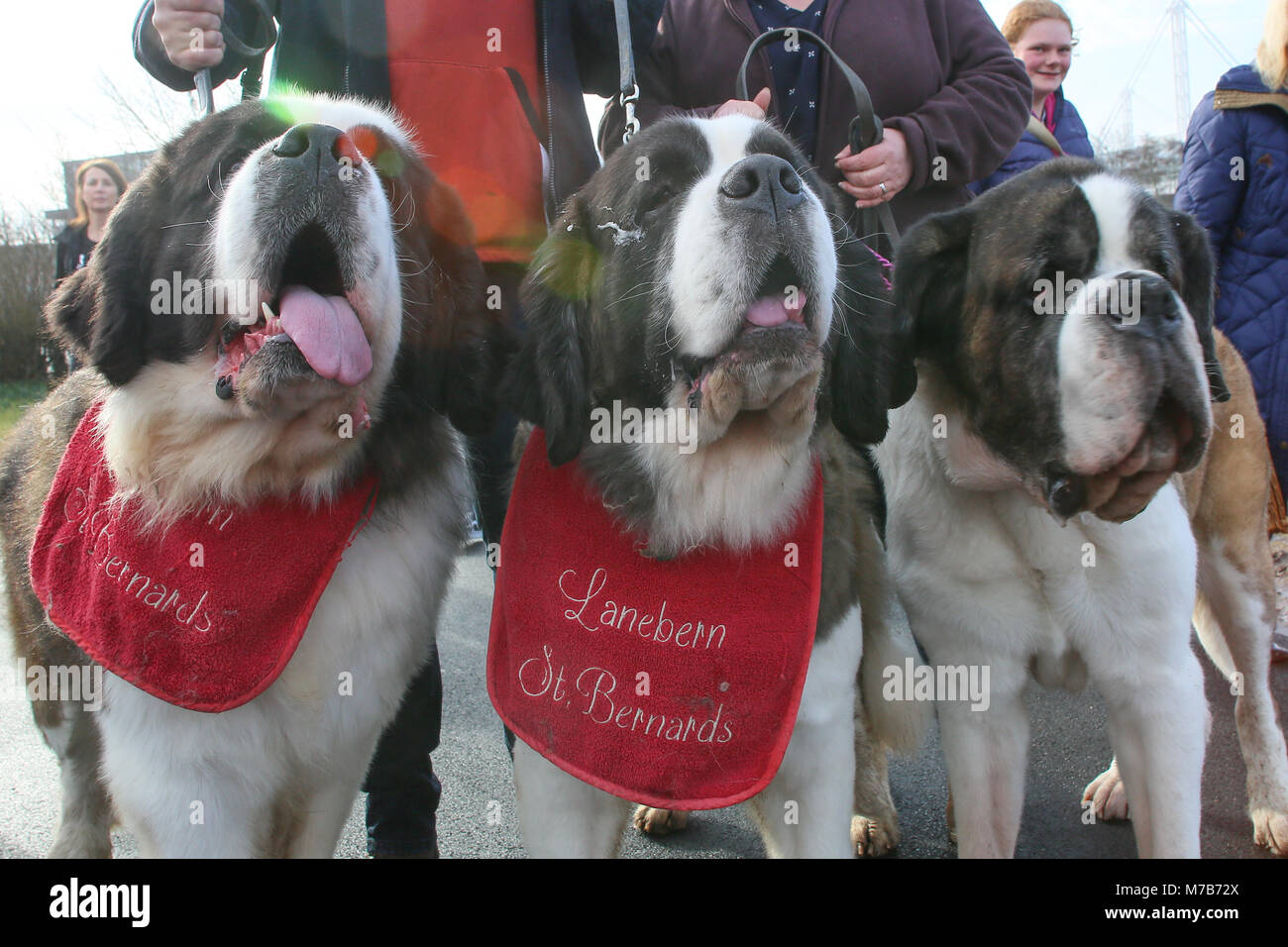 I cani con i loro proprietari che arrivano al Crufts 2018 Foto Stock