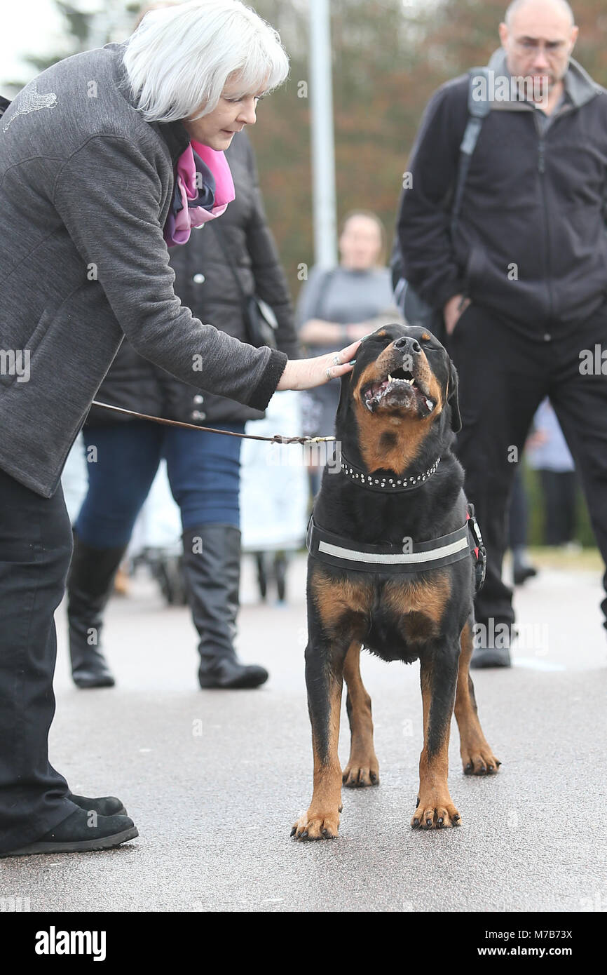 I cani con i loro proprietari che arrivano al Crufts 2018 Foto Stock