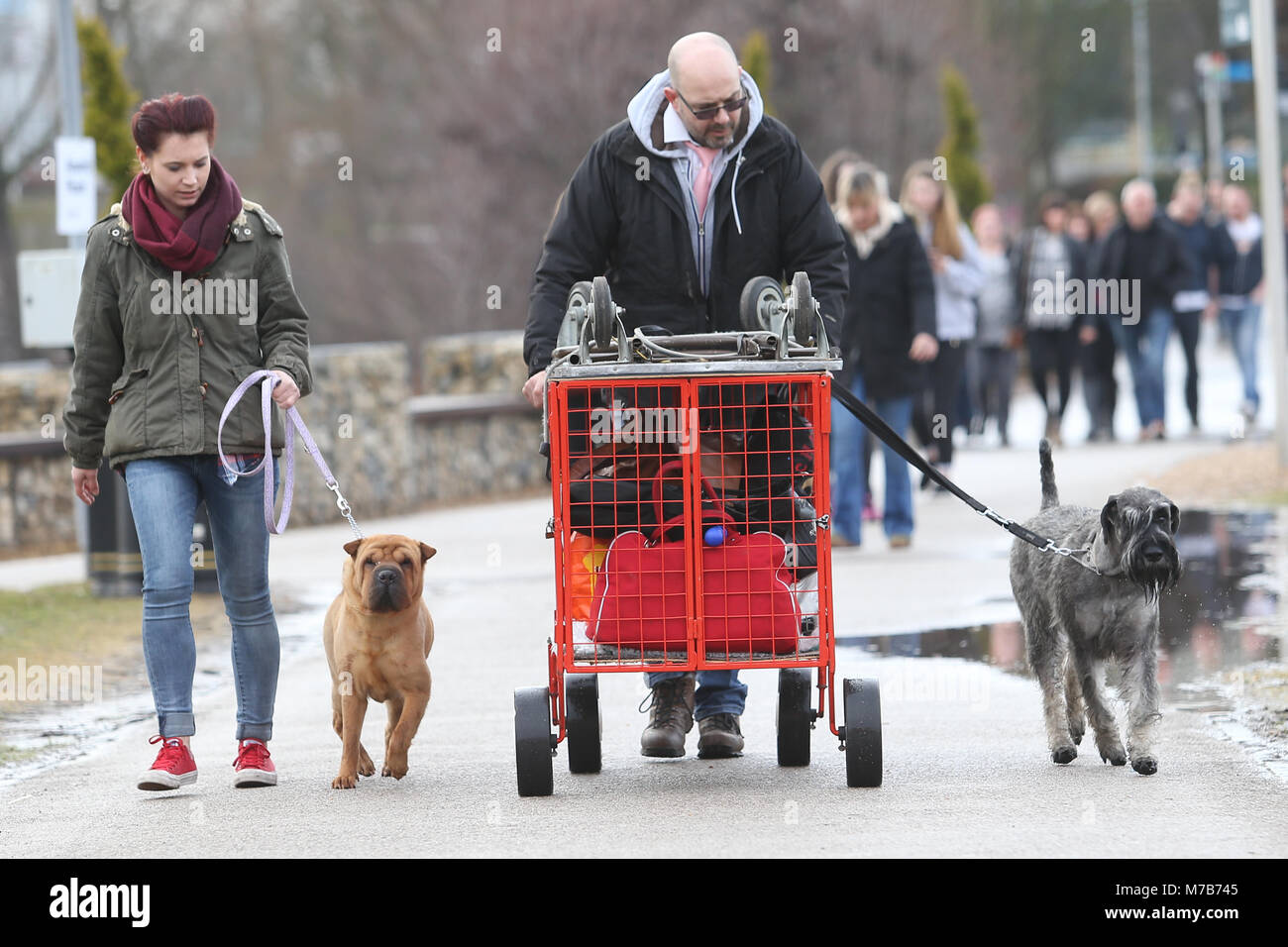 I cani con i loro proprietari che arrivano al Crufts 2018 Foto Stock