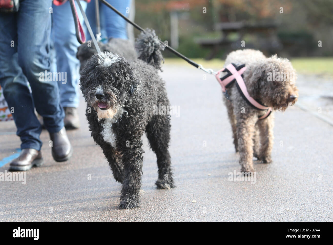 I cani con i loro proprietari che arrivano al Crufts 2018 Foto Stock