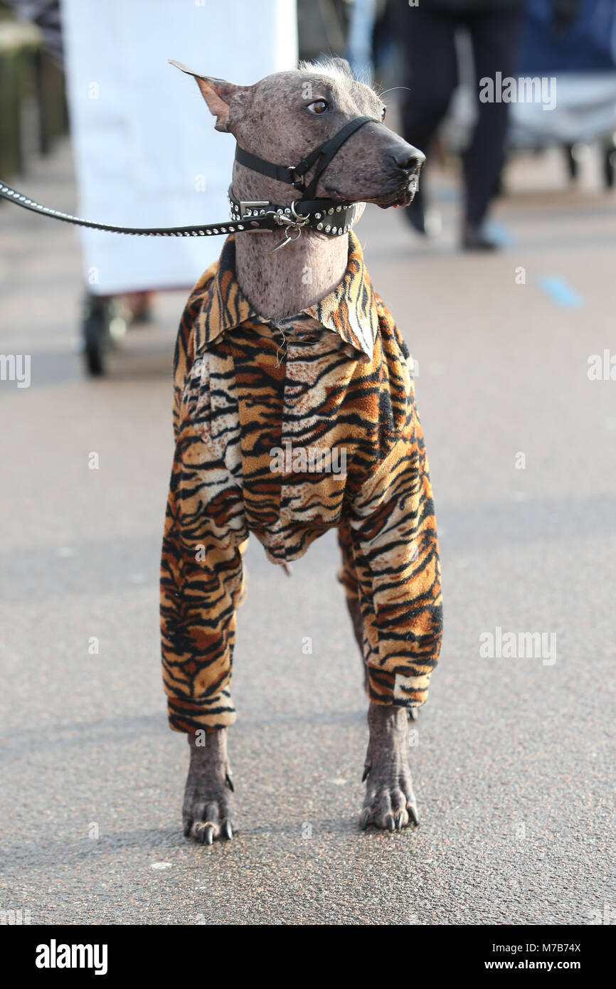 Un cane che indossa una tigre onesie striato di cane o rivestire al Crufts 2018 Foto Stock