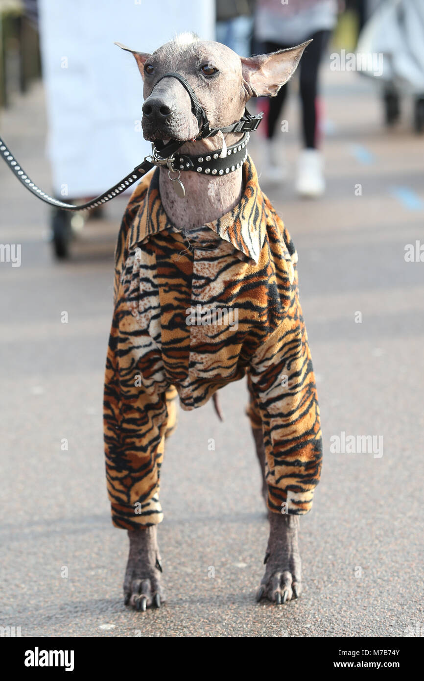 Un cane che indossa una tigre onesie striato di cane o rivestire al Crufts 2018 Foto Stock