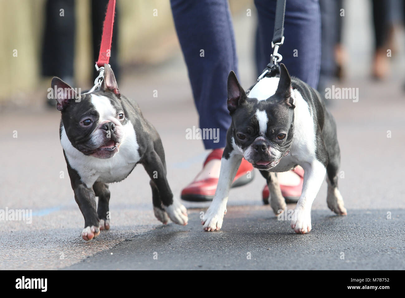 I cani di piccola taglia con i loro proprietari che arrivano al Crufts 2018 Foto Stock