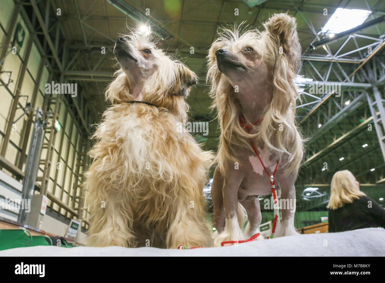 Il giorno 3 di Crufts una coppia di cinesi Crested toy cani stand con attenzione. Foto Stock