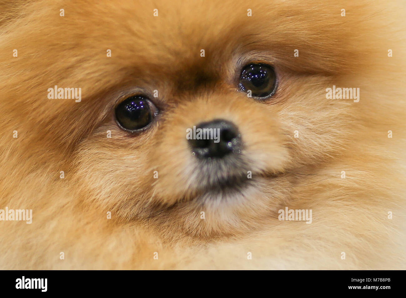 Close up di Pomerania cane al giorno tre di Crufts REGNO UNITO Foto Stock