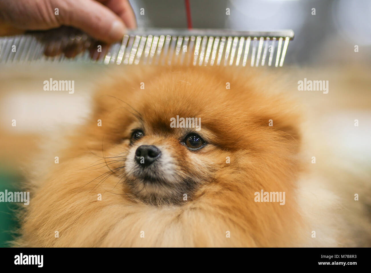 Pomerania il giorno tre di Crufts REGNO UNITO Foto Stock