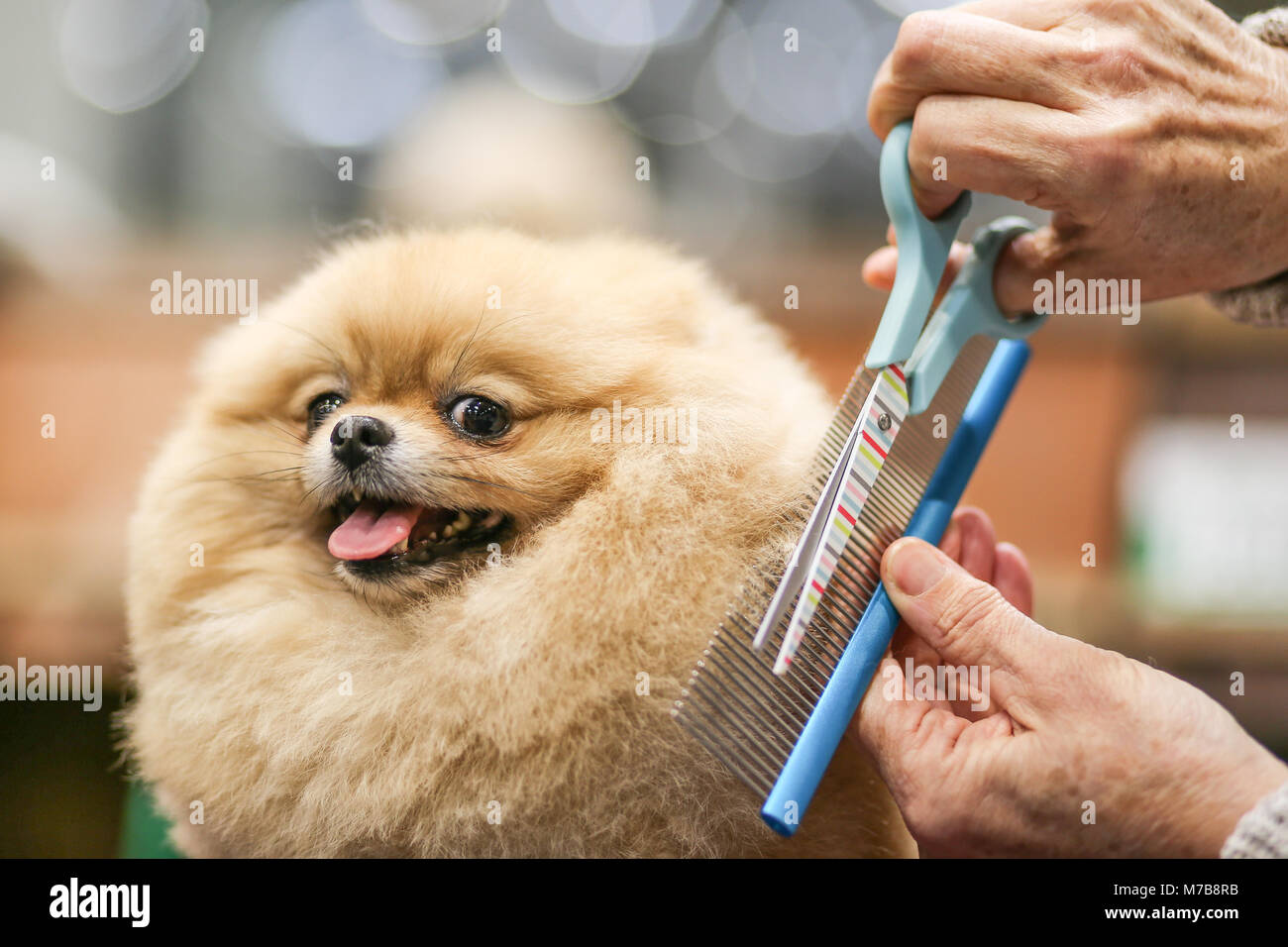 Cane di Pomerania avente la sua pelliccia rifilate e curato il giorno tre di Crufts REGNO UNITO Foto Stock