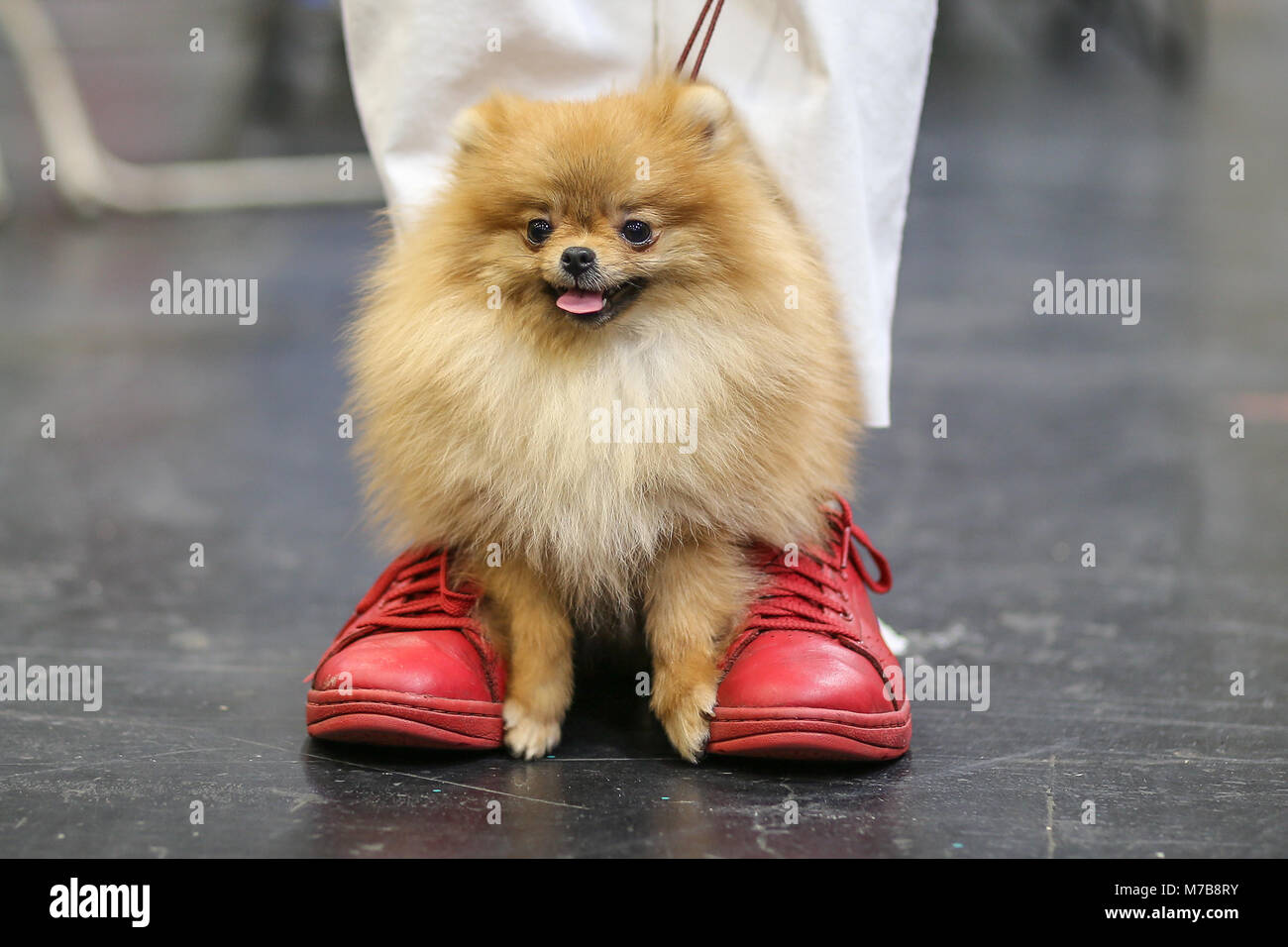 Pomerania il giorno tre di Crufts UK seduta sul suo proprietario di scarpe Foto Stock