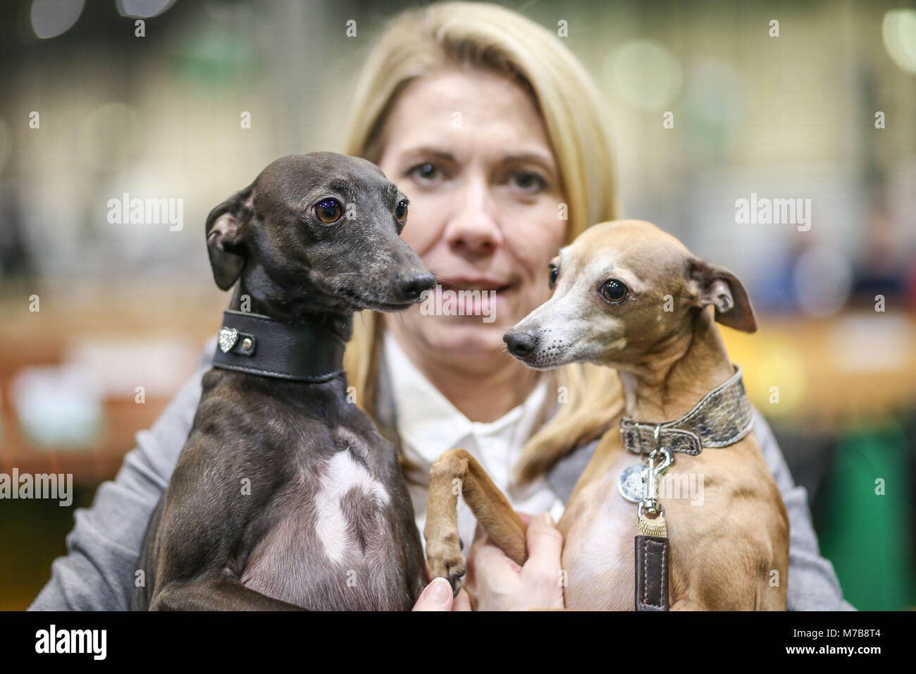 Una coppia di Levrieri Italiani con il loro proprietario, il giorno tre di Crufts REGNO UNITO Foto Stock