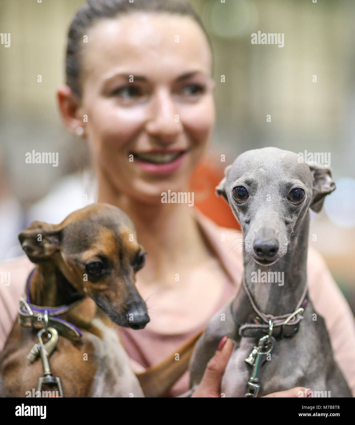 Una coppia di Levrieri Italiani con il loro proprietario, il giorno tre di Crufts REGNO UNITO Foto Stock