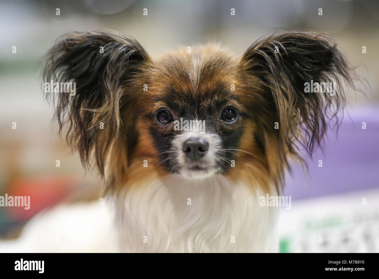 Un Papillon, il giorno tre di Crufts, REGNO UNITO Foto Stock