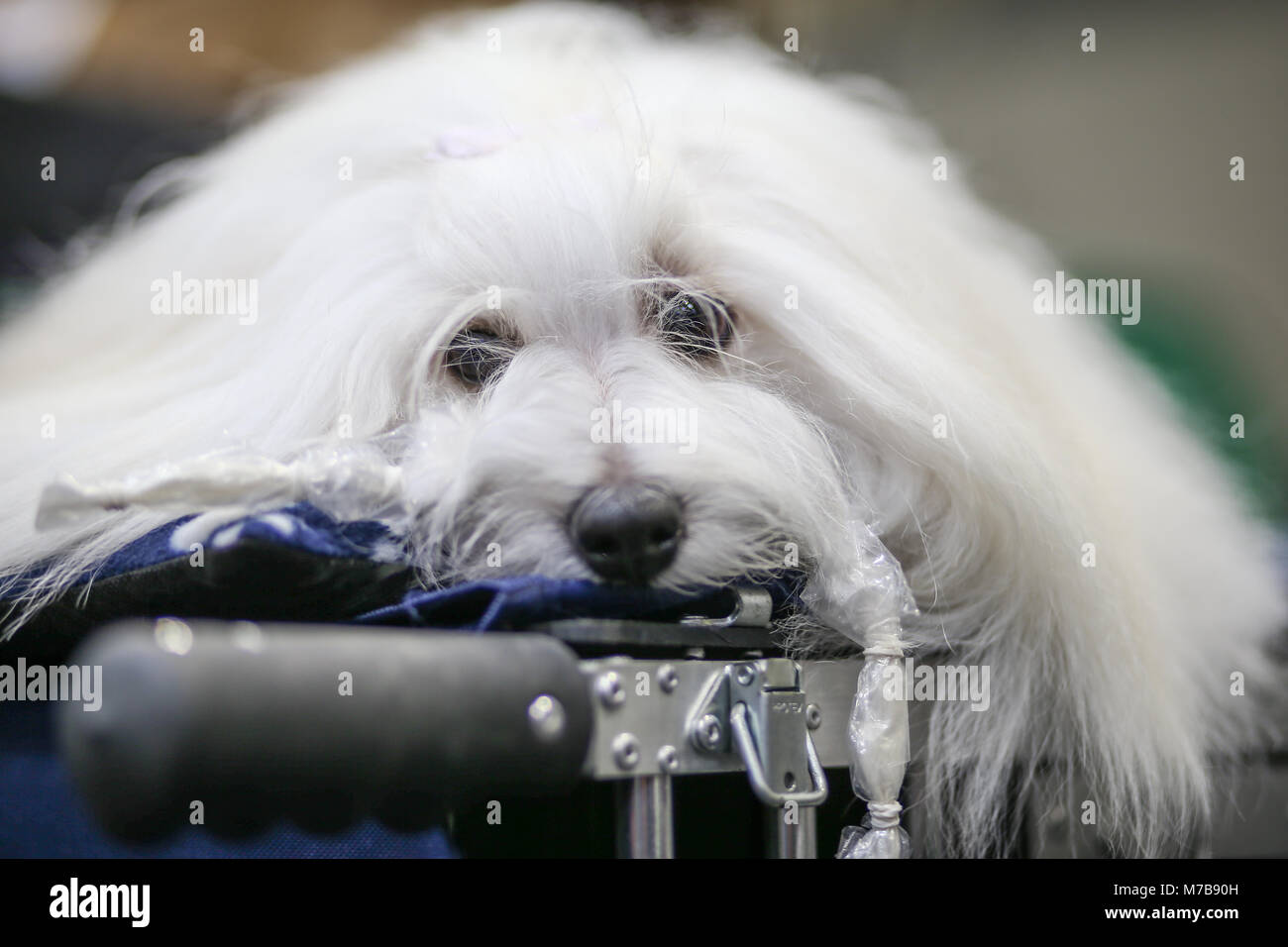 Un Coton de Tulear, il giorno tre di Crufts Regno Unito Foto Stock